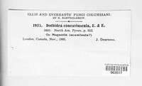 Image of Scirrhia concaviuscula